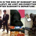 Sushant Singh Rajput dog