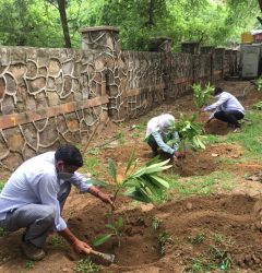 Over 25,000 saplings of trees and shrubs planted