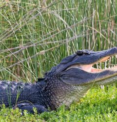 alligator attacks kayak north carolina waccamaw river alligator