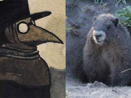 bubonic plague china black death marmot animal meat bubonic plague meaning bubonic plague symptoms