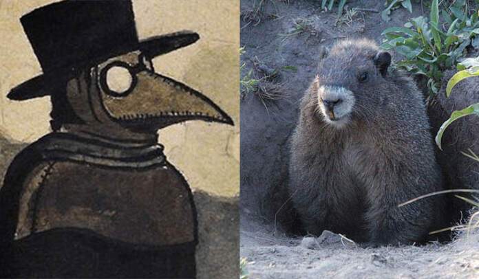 bubonic plague china black death marmot animal meat bubonic plague meaning bubonic plague symptoms