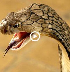 10 most poisonous snakes