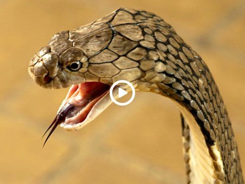 10 most poisonous snakes