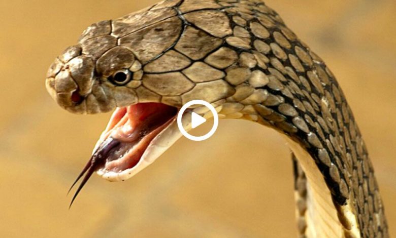 10-most-poisonous-snakes-90-percent-of-snakes-die-after-drinking-milk