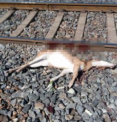 5 deer killed in a train collision in Jharkhand