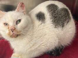 Valentine, heart shape, Cat, Princeton, Minnesota, Ruff Start Rescue