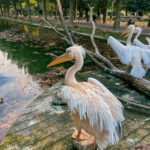 Wilhelma Zoo Stuttgart, Zoo Stuttgart Wilhelma reviews, Stuttgart Zoo attractions, Endangered species breeding Wilhelma...