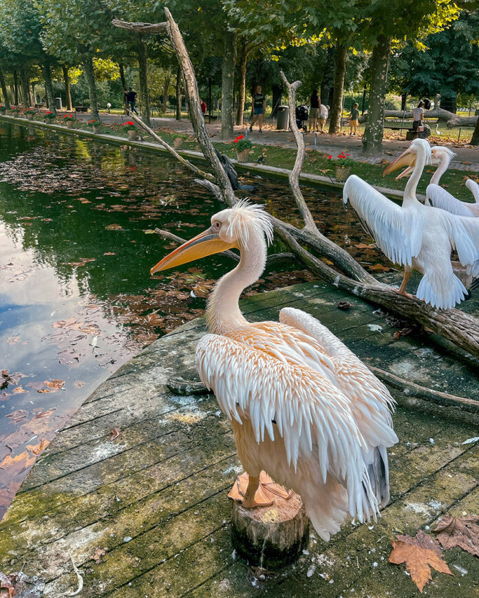 Wilhelma Zoo Stuttgart, Zoo Stuttgart Wilhelma reviews, Stuttgart Zoo attractions, Endangered species breeding Wilhelma...