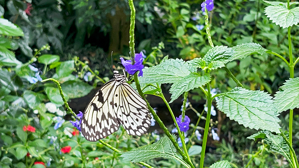 Wilhelma Zoo Stuttgart, Zoo Stuttgart Wilhelma reviews, Stuttgart Zoo attractions, Endangered species breeding Wilhelma...