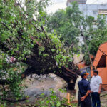 Seven deaths in Andhra Pradesh due to Cyclone 'Arnab'; estimated loss of Rs 4,600 crore: CM Naidu Godavari: Residents Remove Uprooted Tree After Cyclone Arnab