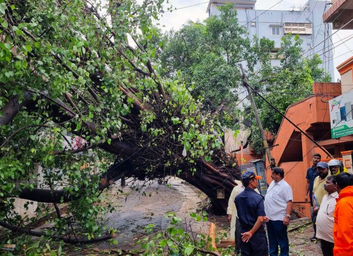 Godavari: Residents Remove Uprooted Tree After Cyclone Arnab